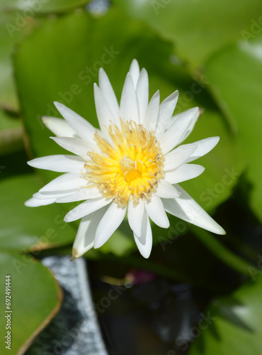 beautiful white lotus flowers in the pond