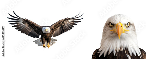 Set of American eagle: Close-up views and flight of the Bald eagle, Isolated on Transparent Background, PNG