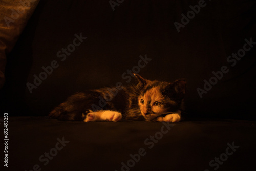 Fototapeta Naklejka Na Ścianę i Meble -  cat on the couch