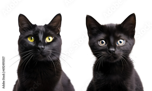 Set of Black Cats: Including a Kitten and an Adult, Detailed Close-Up, Isolated on Transparent Background, PNG