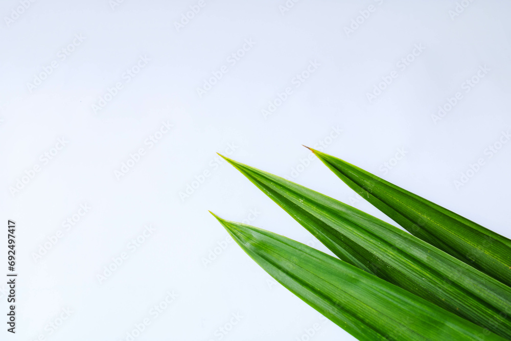 Obraz premium Pandan leaves are often used to add aroma and green color to dishes. can relieve joint pain. alternative medicine