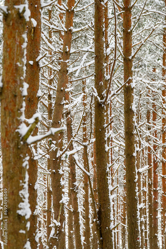 Fototapeta premium Pine forest in fresh snow.