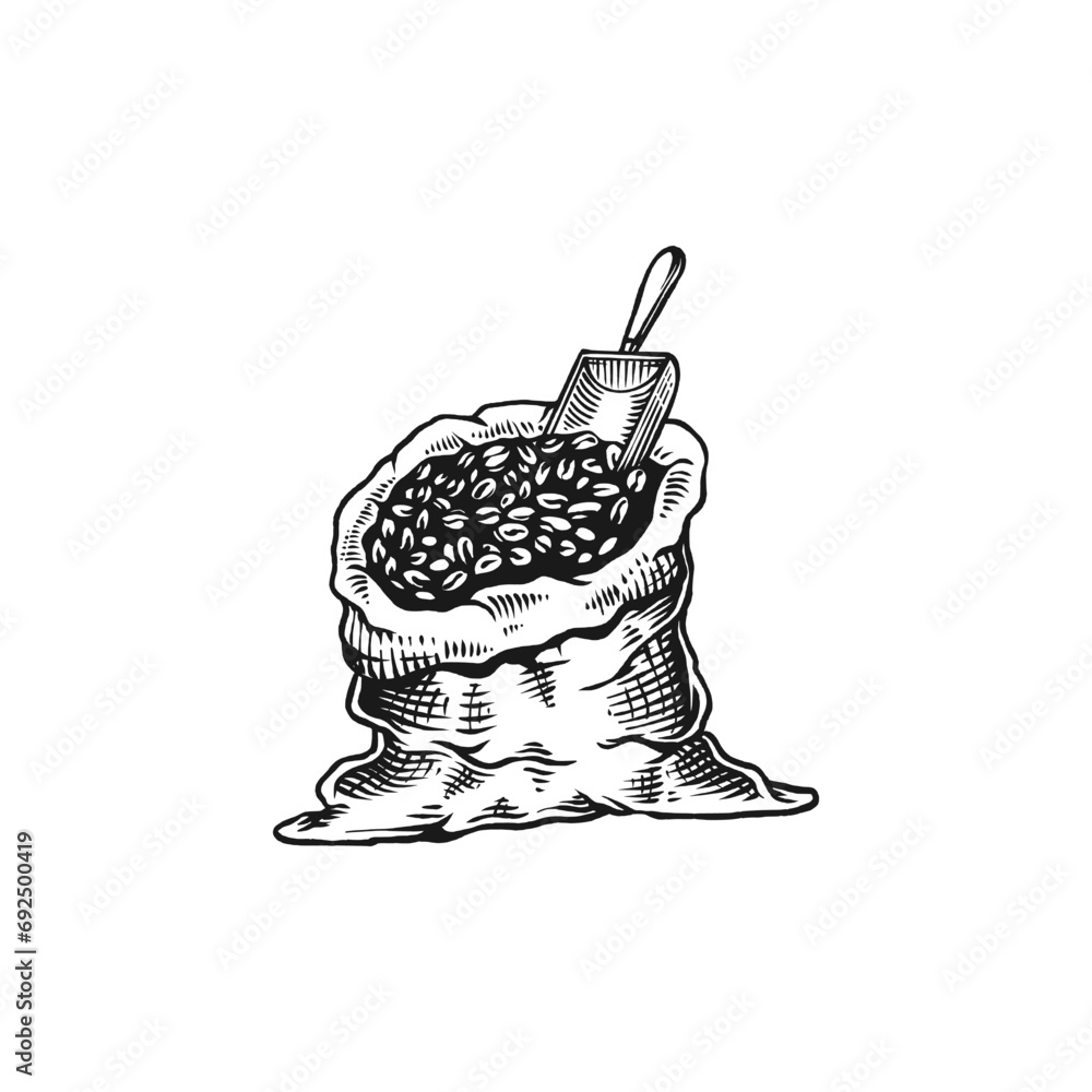 coffee beans vintage engraving vector illustration