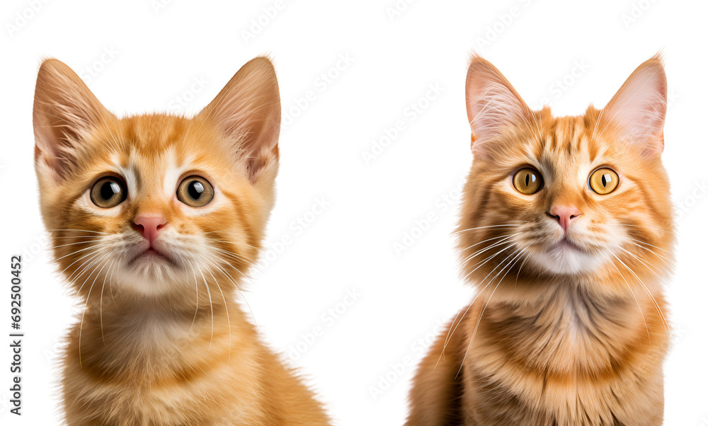 Set of Orange Cats: Kitten and Adult, A Close-Up Perspective, Isolated on Transparent Background, PNG