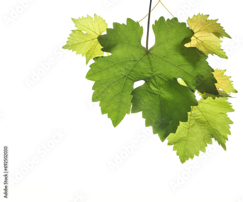 Grapevine leaves in detail, isolated on white background