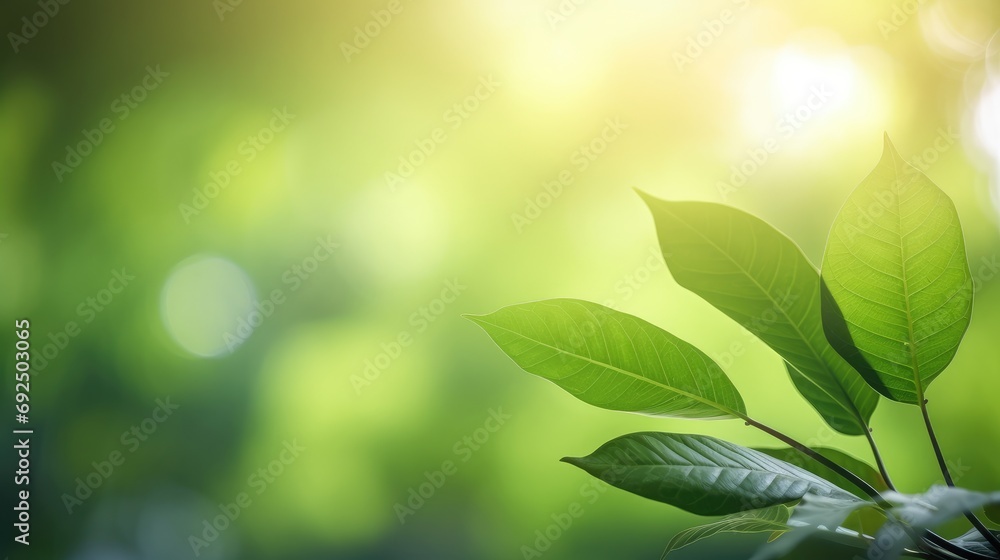Eco-Friendly Elegance: Green Leaf Close-Up on Sunlit Blurred Greenery Eco-Friendly Elegance: Green Leaf Close-Up on Sunlit Blurred Greenery