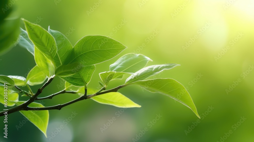 Eco-Friendly Elegance: Green Leaf Close-Up on Sunlit Blurred Greenery Eco-Friendly Elegance: Green Leaf Close-Up on Sunlit Blurred Greenery