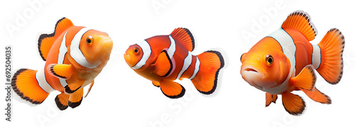 Set of Clown Fish Colored in Orange and White, Isolated on Transparent Background, PNG