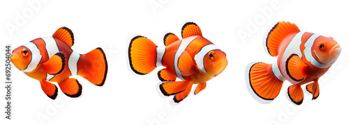 Set of Marine Life: Orange and White Clown Fish, Isolated on Transparent Background, PNG