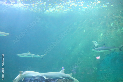 Fototapeta Naklejka Na Ścianę i Meble -  Sharks in a large aquarium, some sleeping and swimming