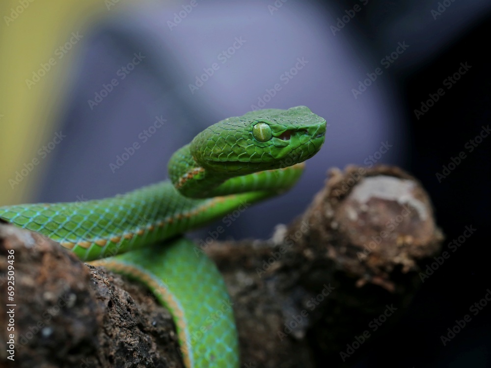 green snake on a branch green snake on a branch
