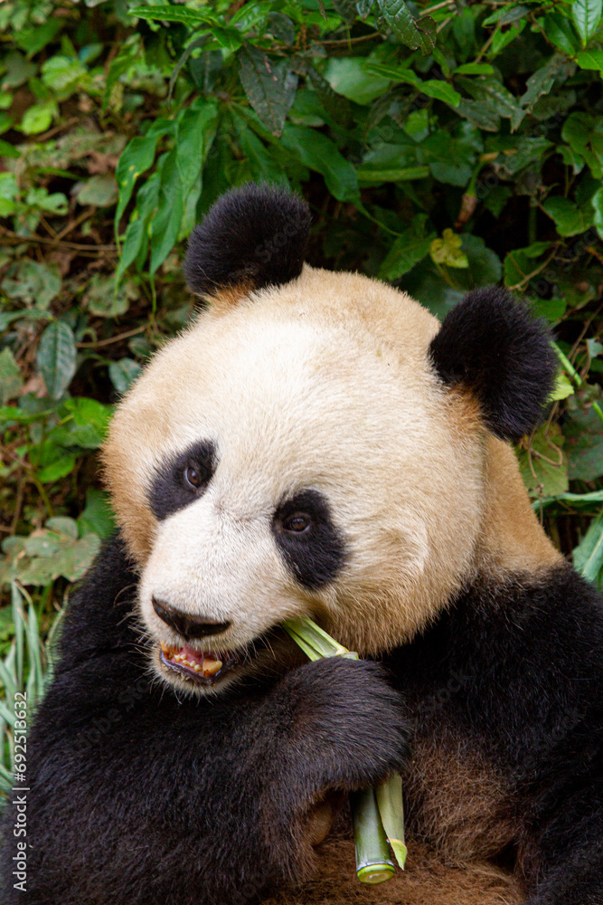 Obraz premium Giant panda bear