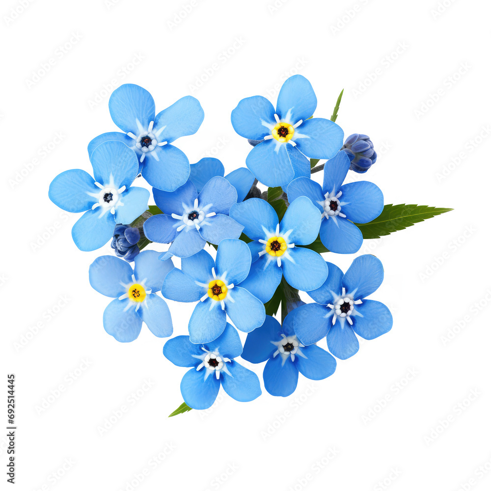 beautiful forget me not flowers isolated on white beautiful forget me not flowers isolated on white