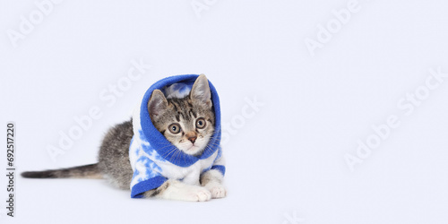 Lovely tiny kitten looking away. Beautiful web banner with copy space. Kitten wearing white blue hooded sweater against a light background. Pet care concept. World pet day. Studio portrait of kitten