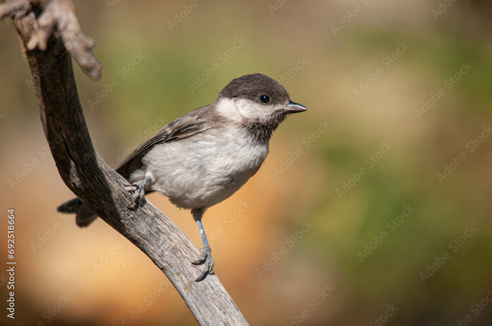 Sombre Tit (Poecile lugubris) on the tree branch. Blurred and natural background. Small, cute, songbird. Sombre Tit (Poecile lugubris) on the tree branch. Blurred and natural background. Small, cute, songbird.