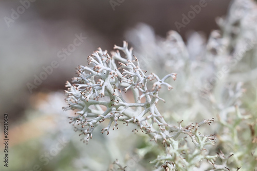 Reindeer moss, Cladonia arbuscula, also known as shrubby cup lichen or green reindeer lichen © Henri Koskinen