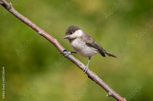 Sombre Tit (Poecile lugubris) on the tree branch. Blurred and natural background. Small, cute, songbird.