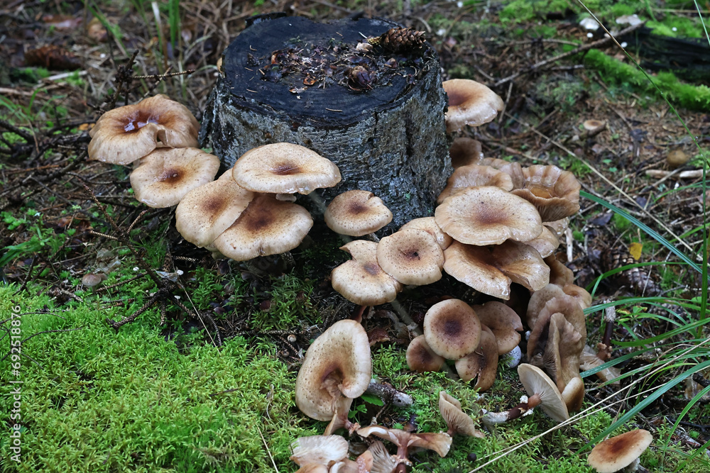 Dark honey fungus, Armillaria ostoyae, also called Armillaria solidipes, wild mushroom from Finland Dark honey fungus, Armillaria ostoyae, also called Armillaria solidipes, wild mushroom from Finland