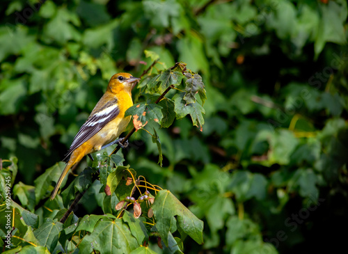 A female Baltimore Oriole perching in a native Chalk Maple.