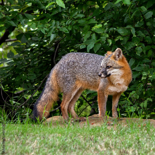 A beautiful male Gray Fox alertly surveys his surroundings. photo