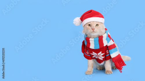 Cat wearing red Santa Claus hat, scarf and winter clothes. Christmas cat card. Santa's helper. Beautiful Cat with Santa hat on blue background. Happy New Year 2024. Celebration. Holiday concept. 