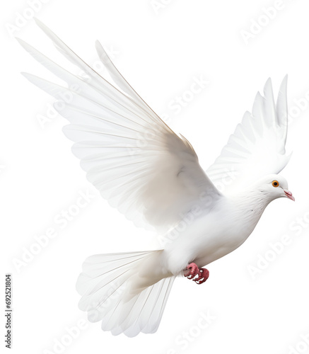 dove isolated on white
