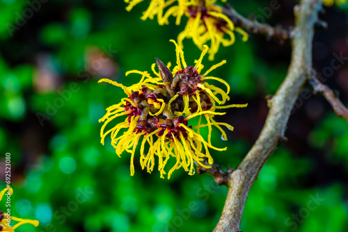 Canvas Print Hamamelis mollis (witch hazel) a winter spring flowering tree shrub plant which