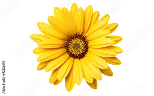 Daisy Delight Radiant Yellow Blossoms on a White or Clear Surface PNG Transparent Background