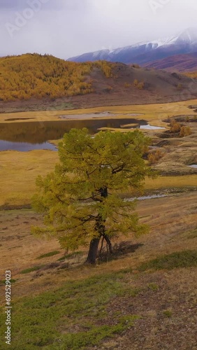 Lonely Tree, Lake and Mountains in Autumn. Yellow Larches. Eshtykel Plateau. The Altai Mountains, Russia. Aerial View. Drone is Orbiting. Vertical Video photo