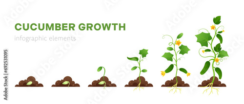 Growing plant stages. Vector illustration of planting and cultivation process of cucumber from seeds sprout to ripe vegetable. Life cycle. Farming organic vegetable. Seedling gardening plant