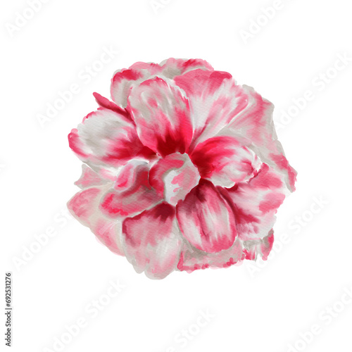 The pink camellia flower in the top view, isolated on a white background, is suitable for use on Valentine's Day cards, love letters or wedding cards