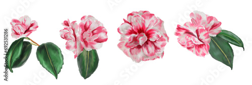 Set of Watercolor botanical hand-drawn branches with rose camellia flowers and leaves on a white background. For use on Valentine's Day cards, love letters, weddings, and design projects.