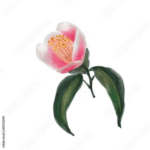 Watercolor Botanical Pink camellia flower highlighted on a white background