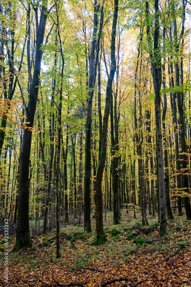 A forest in autumn A forest in autumn