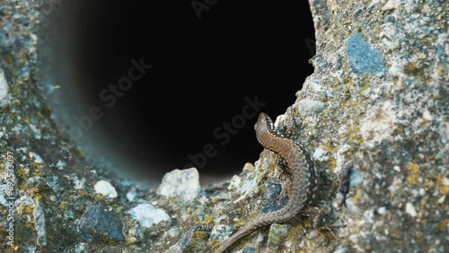 lizard. close-up. an ordinary, small brown lizard is basking in the sun, sitting on a stone, next to some kind of tunnel. common garden reptile. summer day. photo