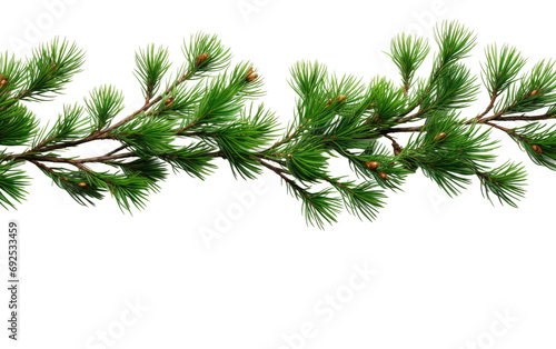 Woodland Boughs Vibrant Pine Branches on a White or Clear Surface PNG Transparent Background