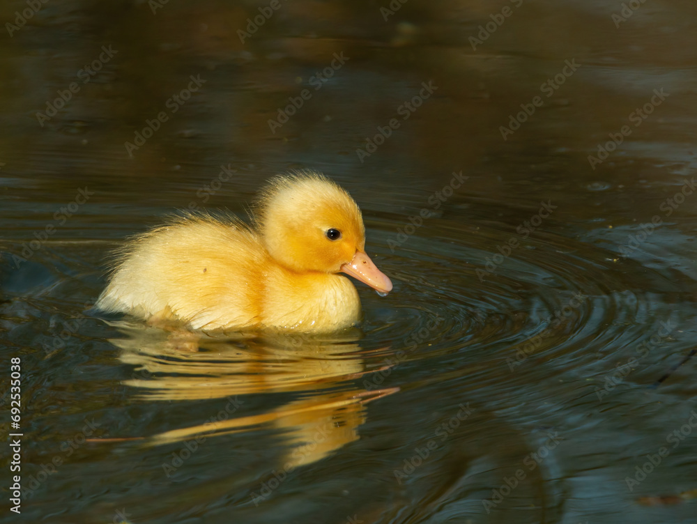 Yellow Duckling Swimming