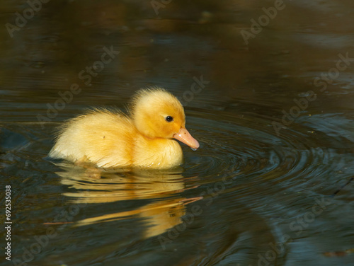 Yellow Duckling Swimming © suerob