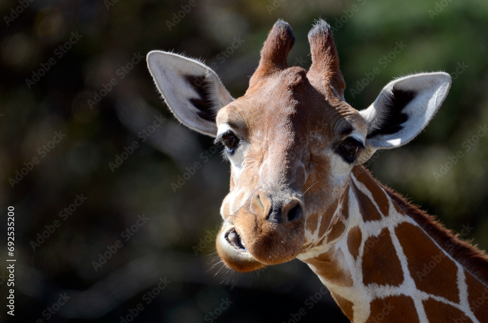 Obraz premium キリン