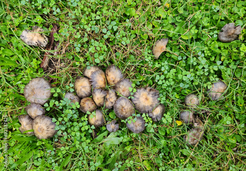 Glistering Inkcap wild mushrooms (Coprinellus micaceus) on green grasses after some rainy days in December photo