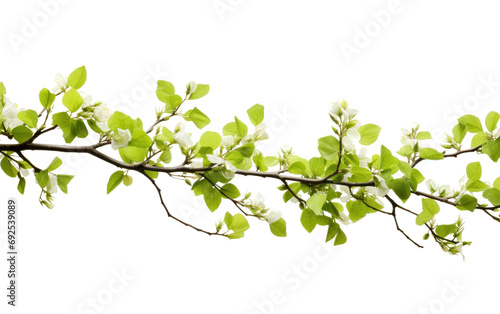 Fresh Renewal Springs Vibrant Branches on a White or Clear Surface PNG Transparent Background