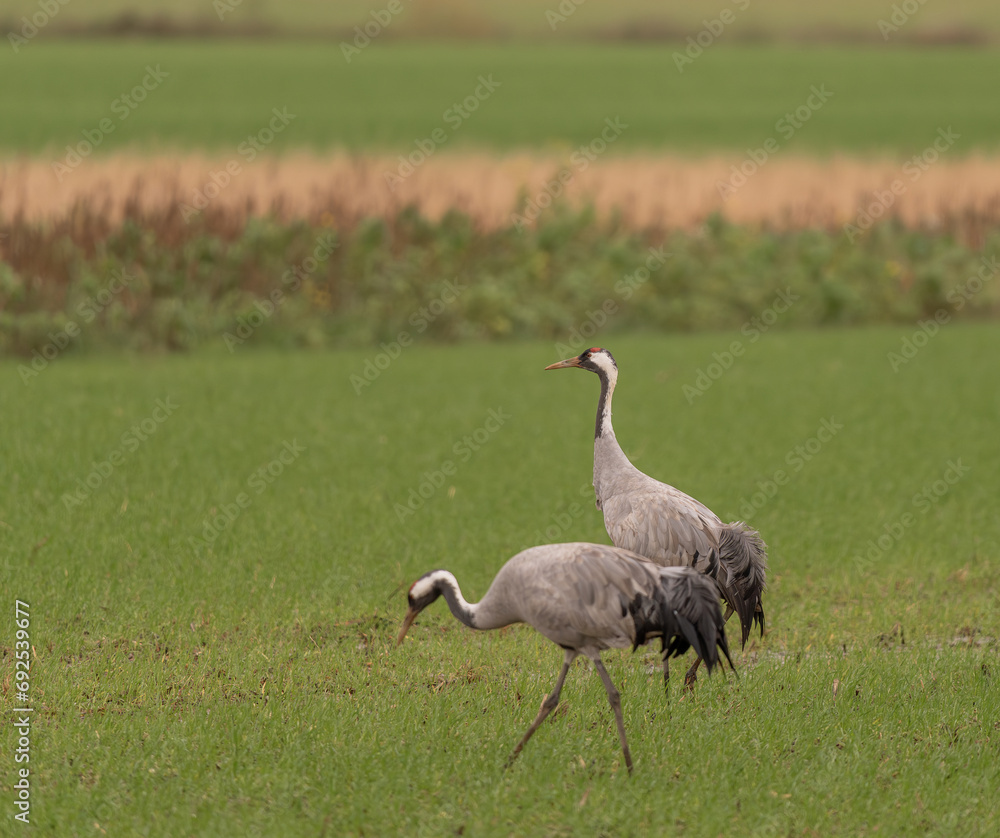 portrait de deux belles grues cendrée dans un champ vert en hiver portrait de deux belles grues cendrée dans un champ vert en hiver