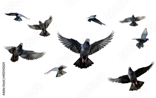 Winged Harmony Pigeons in Formation Flight on a White or Clear Surface PNG Transparent Background