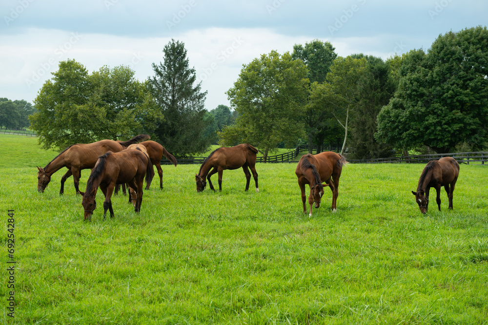 horses grazing in a field