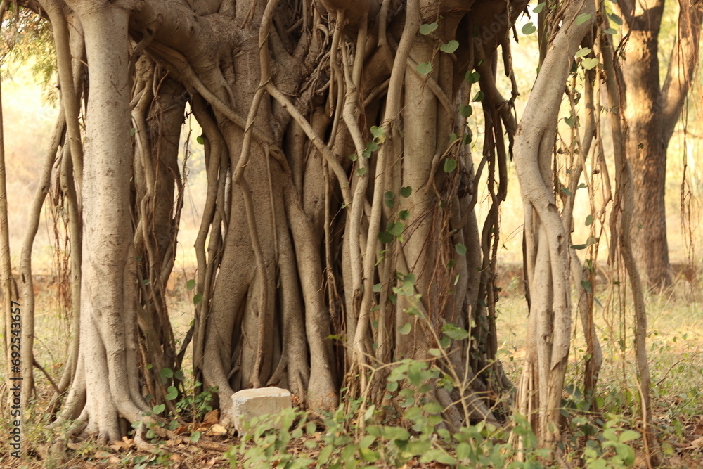 Shot of the branches and roots of the banyan tree growing old on the