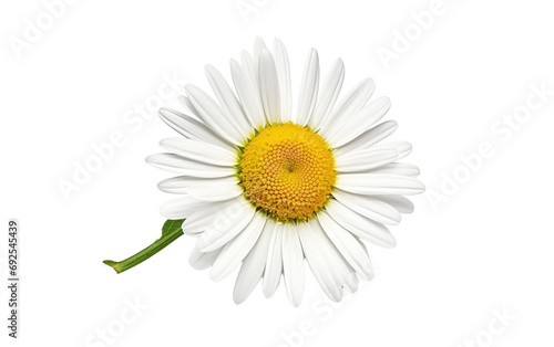Floral Emergence Daisys Blossoming Beauty on a White or Clear Surface PNG Transparent Background