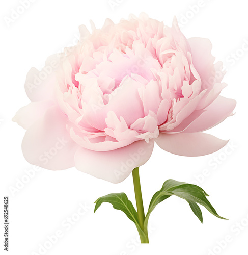 pink peony isolated on white