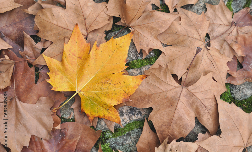 Surface covered with dry tree leaves with a different color, autumn environment