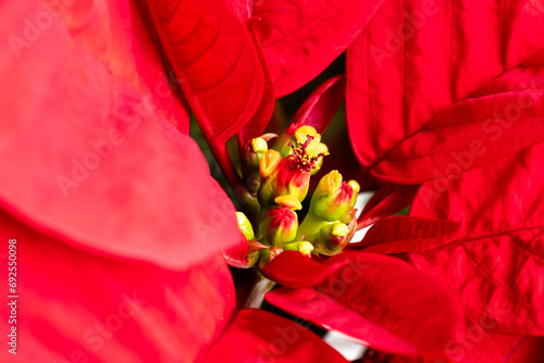 Uphorbia pulcherrima , poinsetia, typical plant for decoration at Christmas in Spain photo