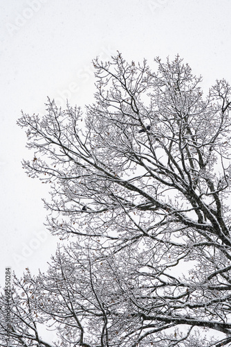 magie de la première neige avec la corneille sur l'arbre